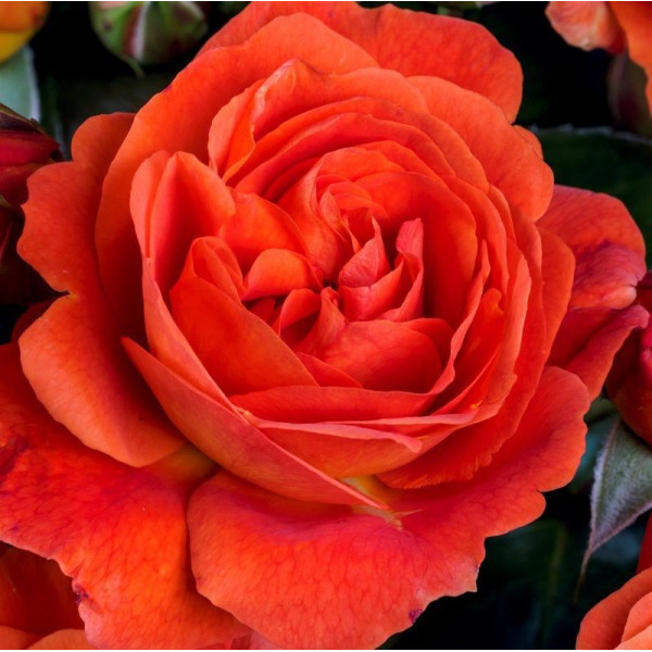 MORNING SUN®  MORNING SUN®